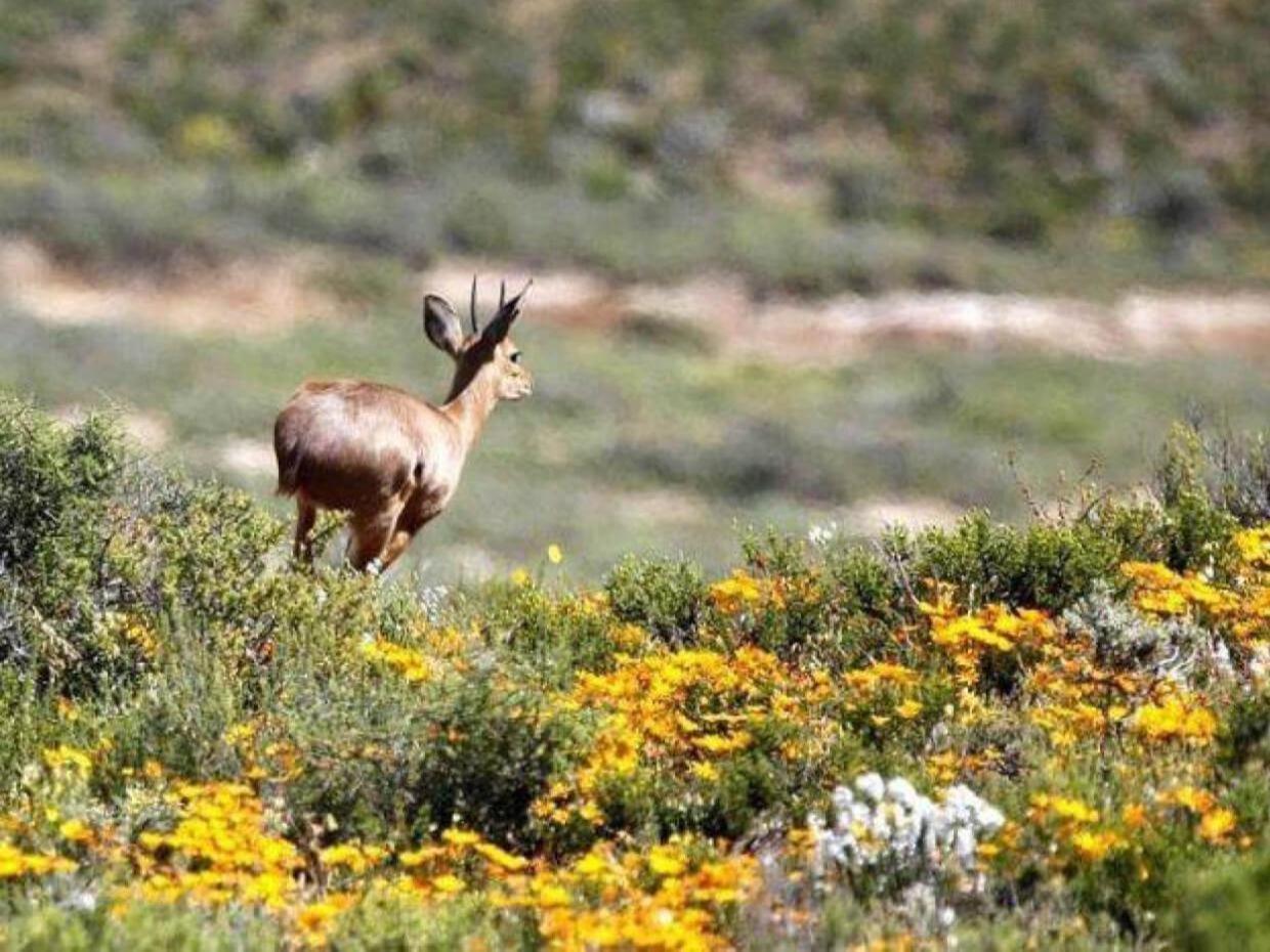 Aardvark Bioreserve Ladismith Kültér fotó