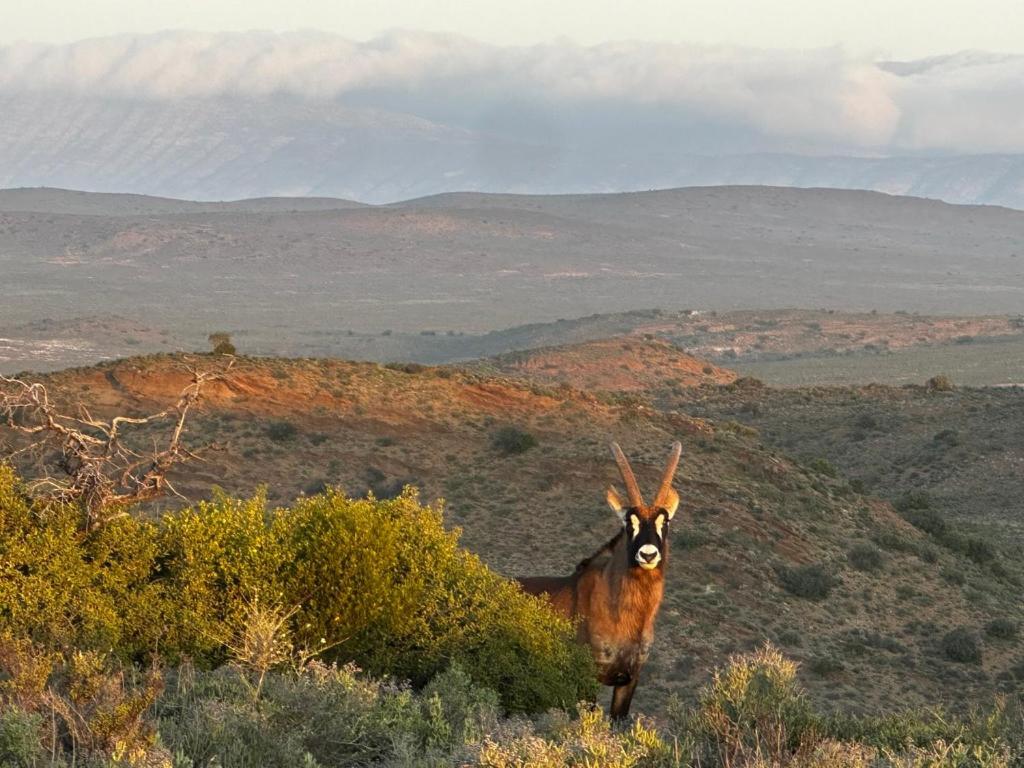 Aardvark Bioreserve Ladismith Kültér fotó